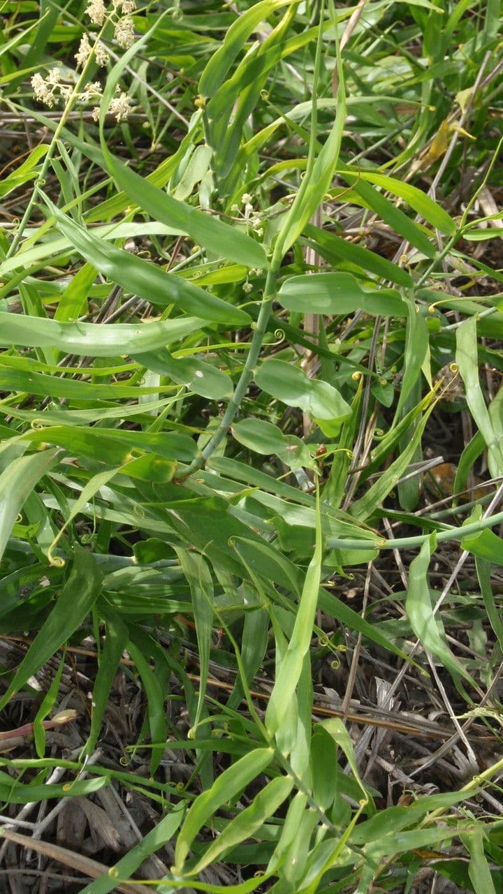 Flagellaria indická 21