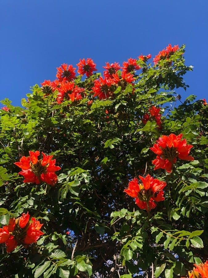 Spathodea campanulata 14