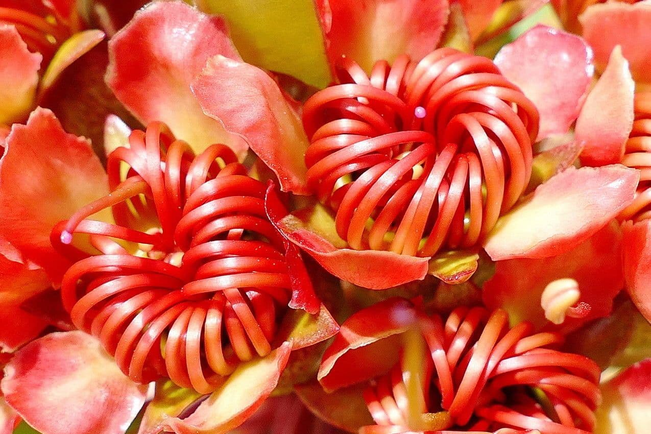 Xanthostemon 8