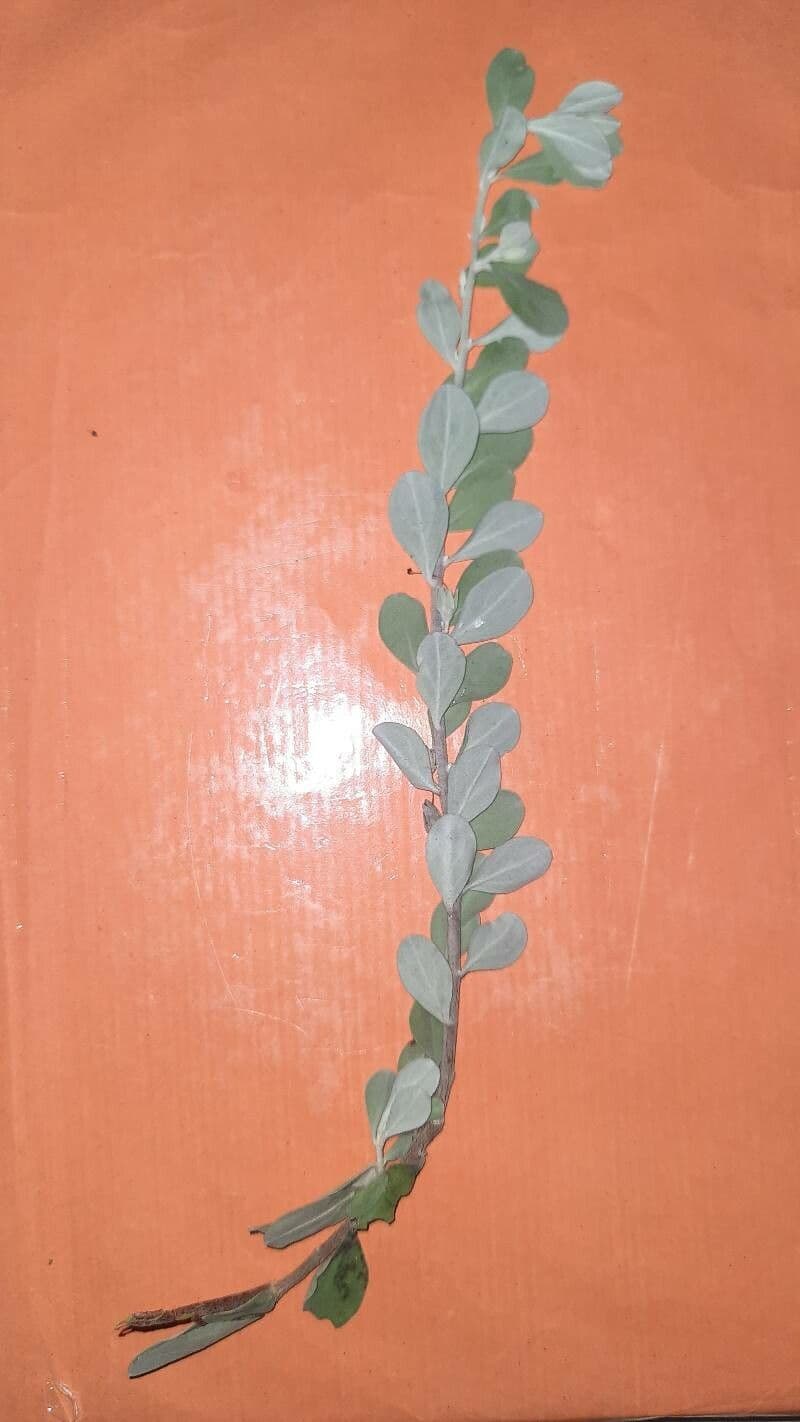 Phyllanthus 12