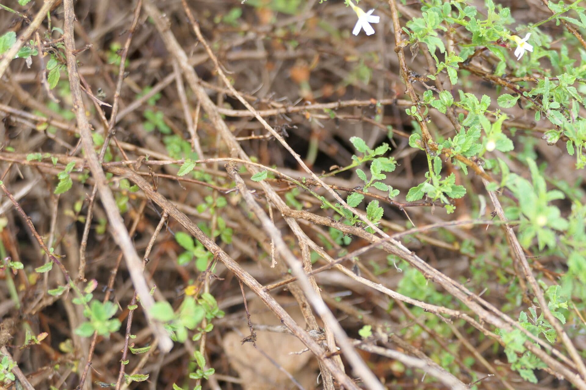 Jamesbrittenia Tysonova 4