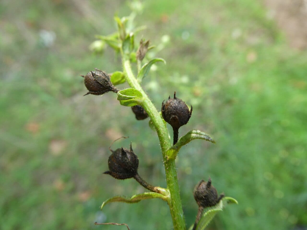 Verbasco blattaria 5