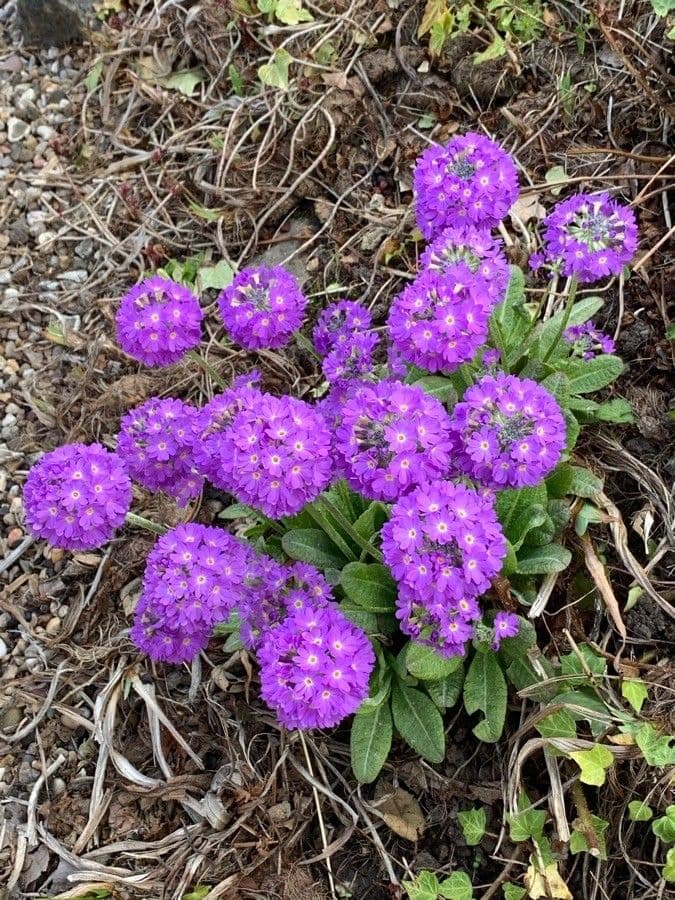 Primula farinosa 3