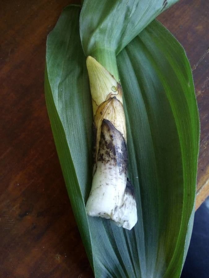 Vedegambre blanco 22