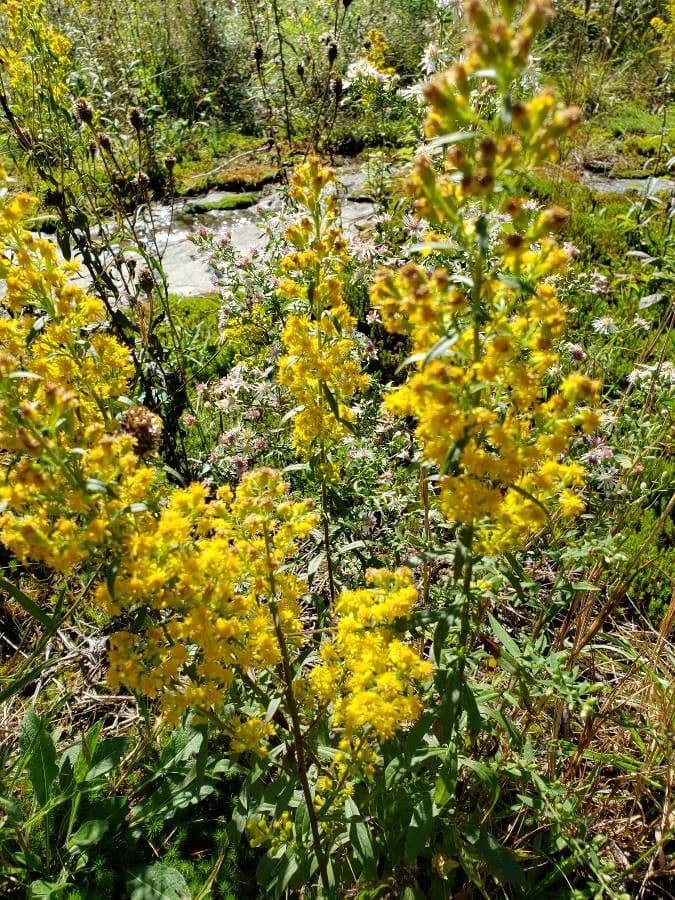Solidago 3