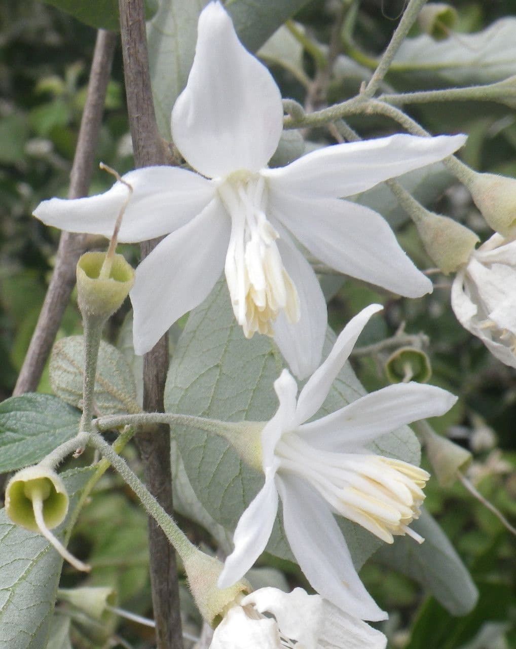 Styrax officinalis 6
