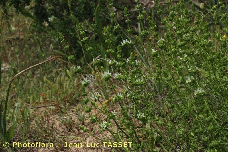 Sideritis 6
