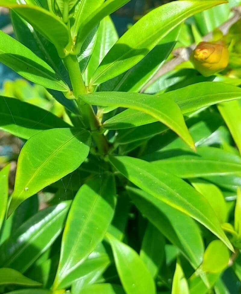 Busch-Allamanda 14