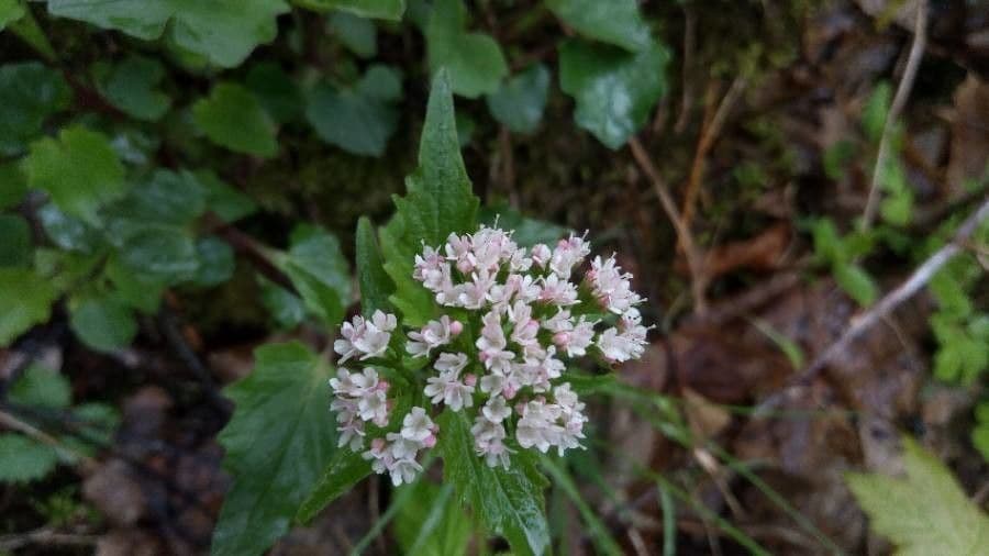 Valeriana trifogliata 8
