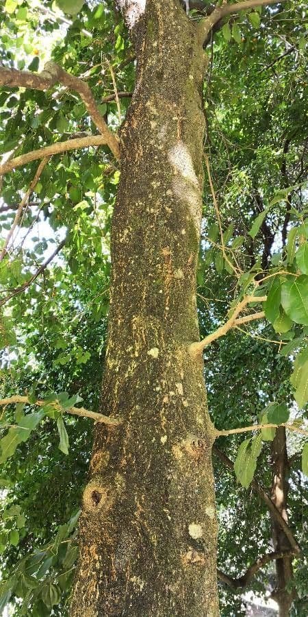 Strychninetree 18