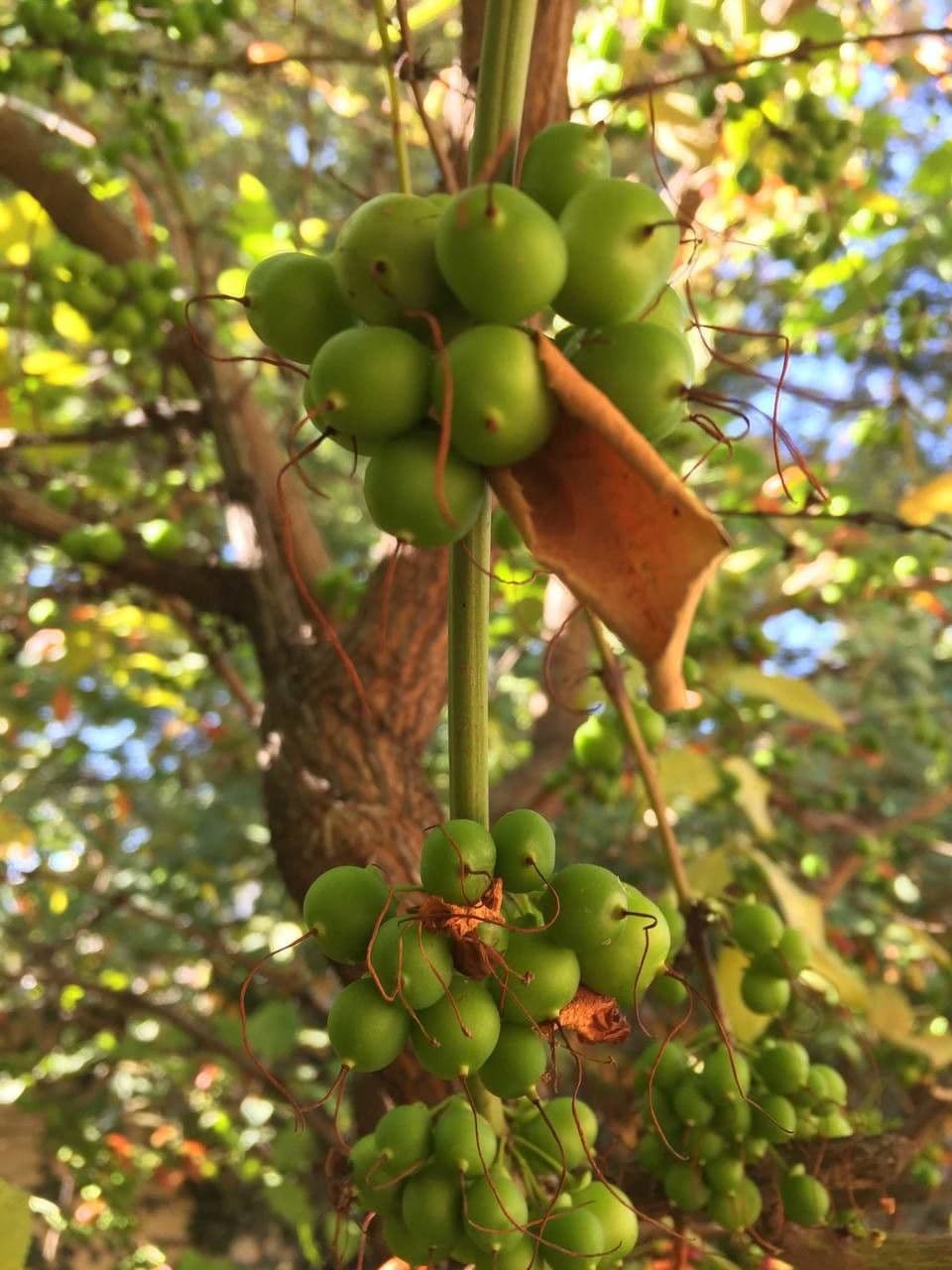 Halleria lucida 2