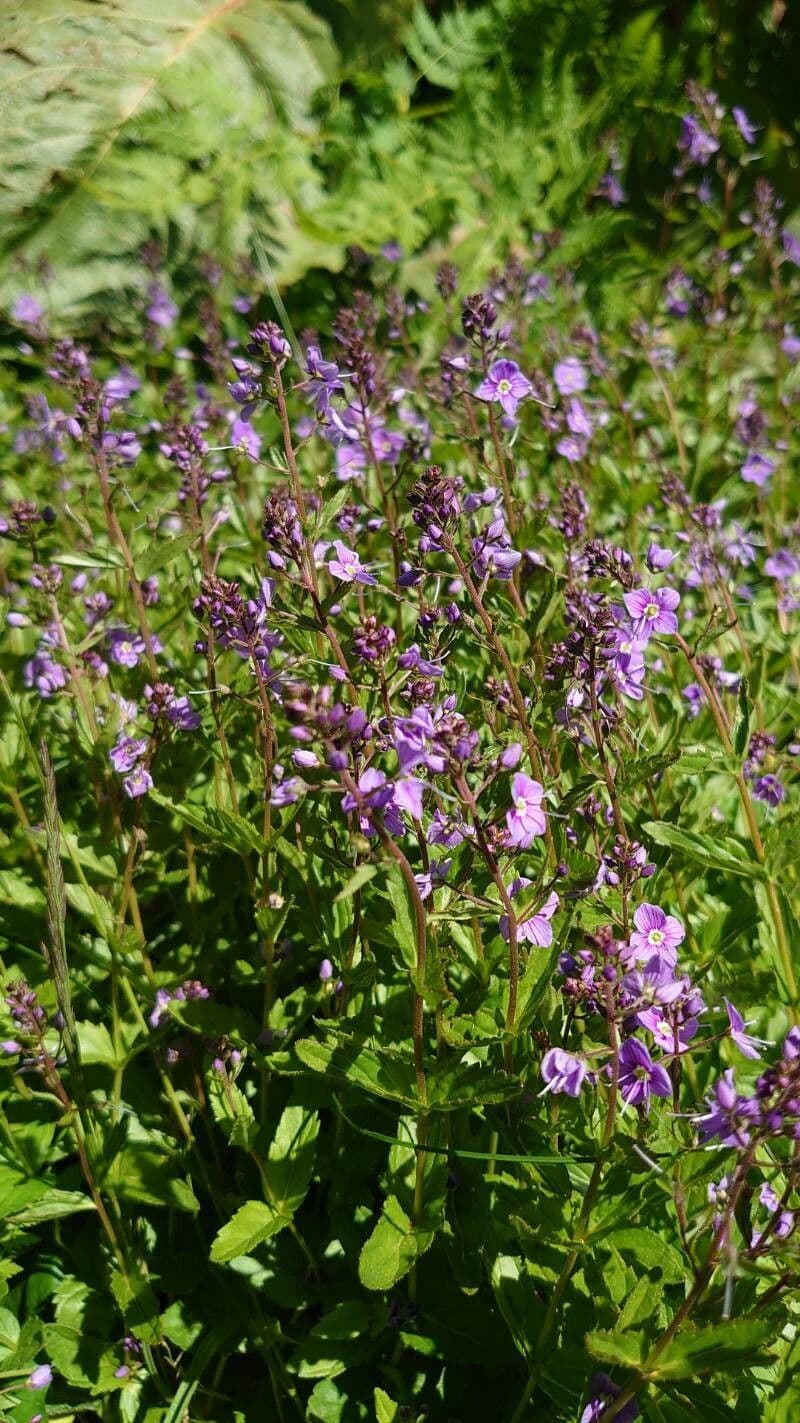 Veronica ponae 13