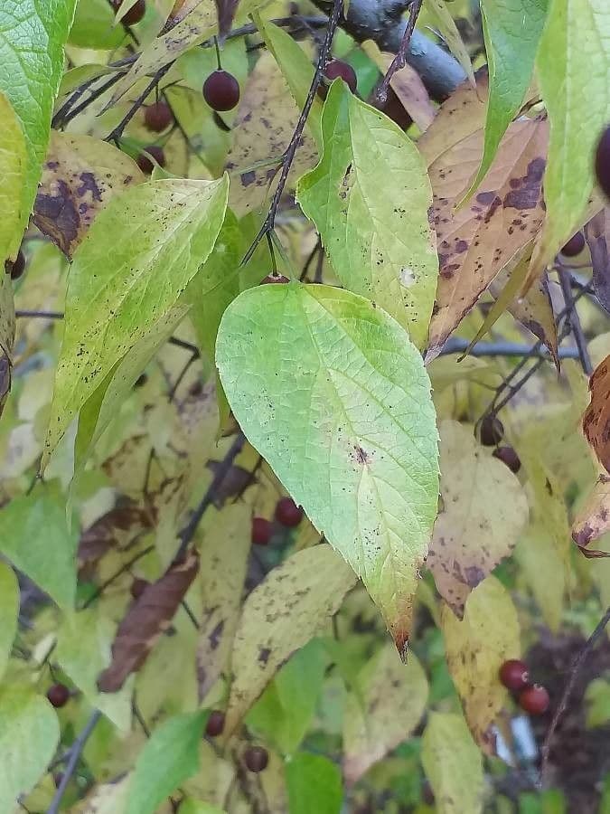 Celtis sinensis 11