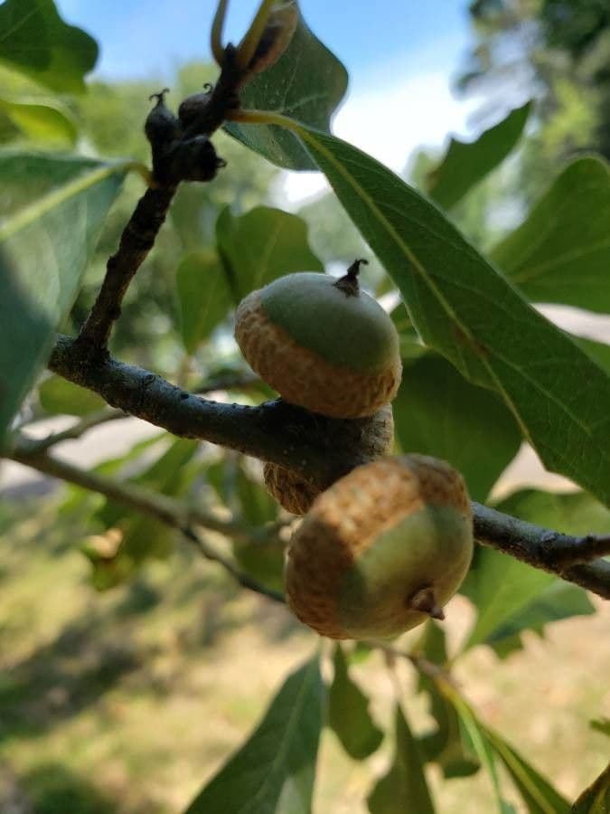 Quercia nera 4