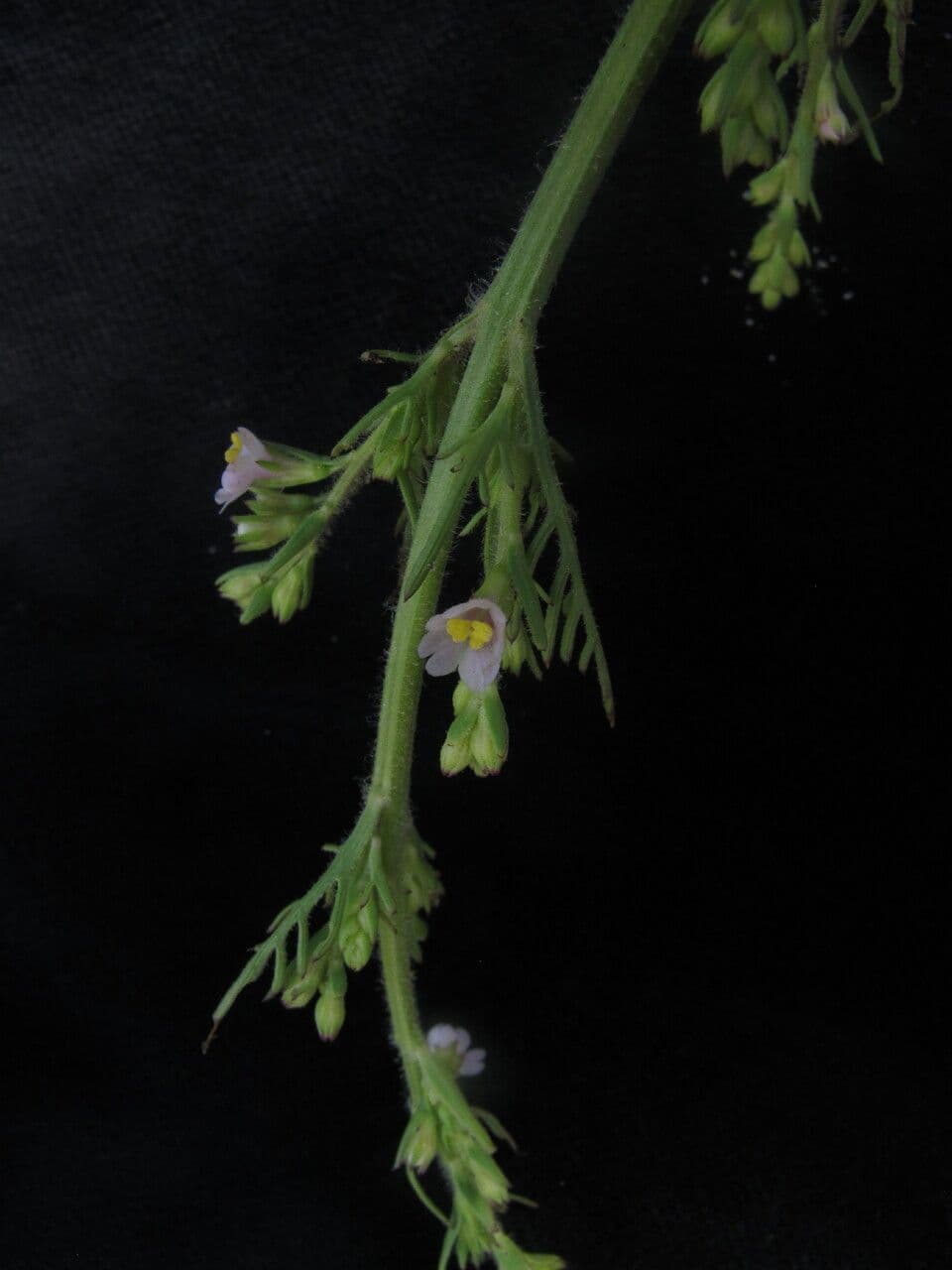 Leptorhabdos 5