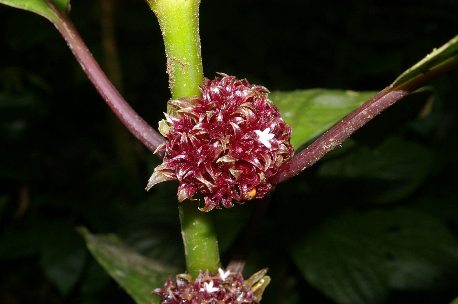 Hoffmannia zbita 2