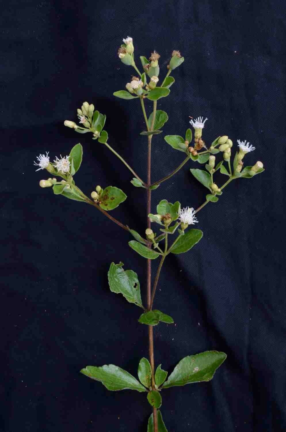 Chromolaena 3