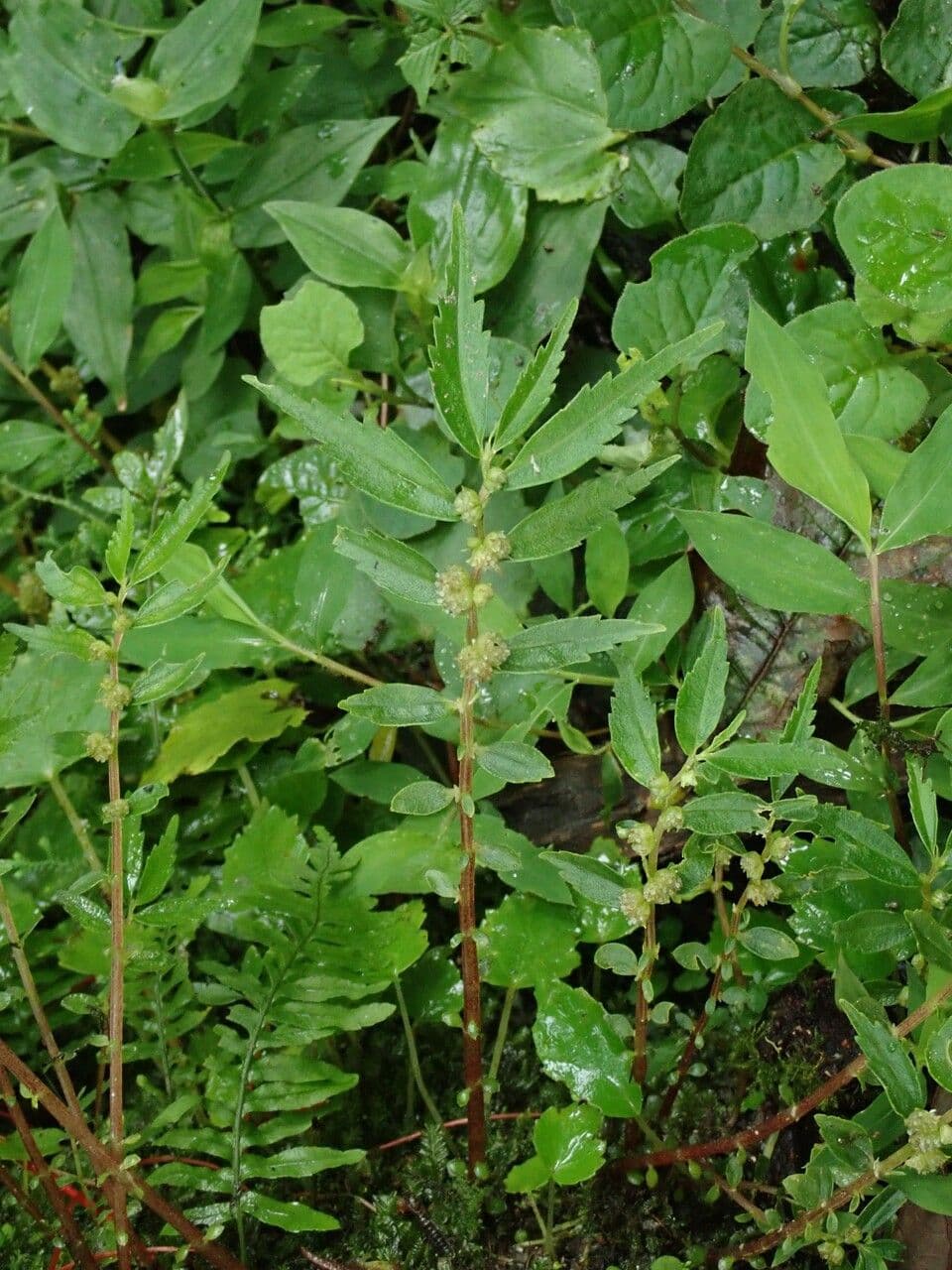 Elatostema 2