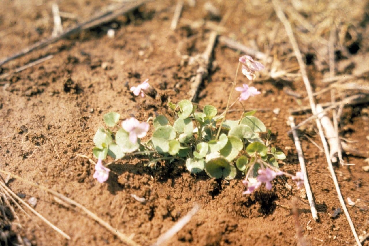 Viola di Walter 4