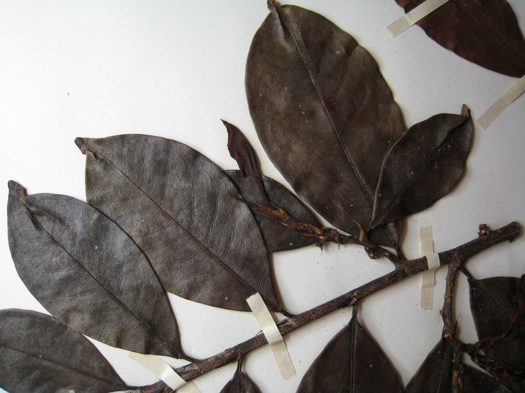 Erythroxylum 5