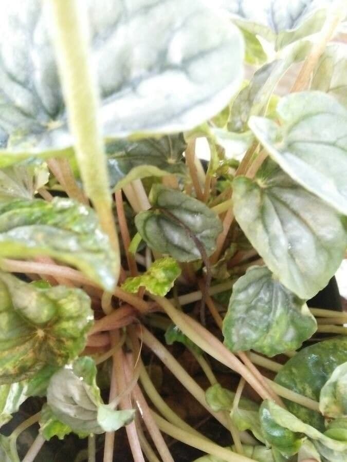 Peperomia 23