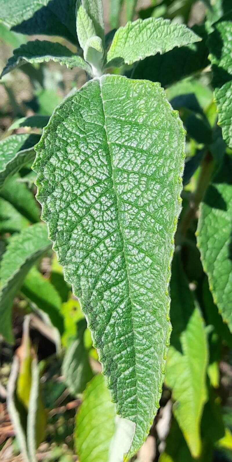 Buddleja stachyoides 12