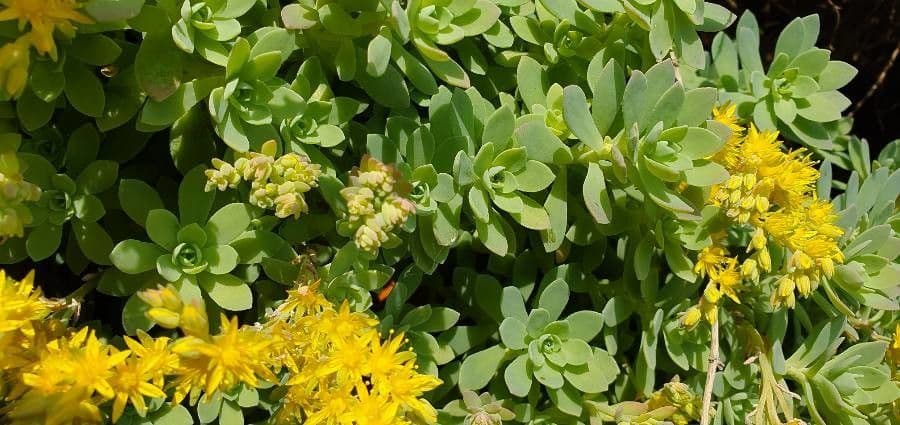 Sedum 15