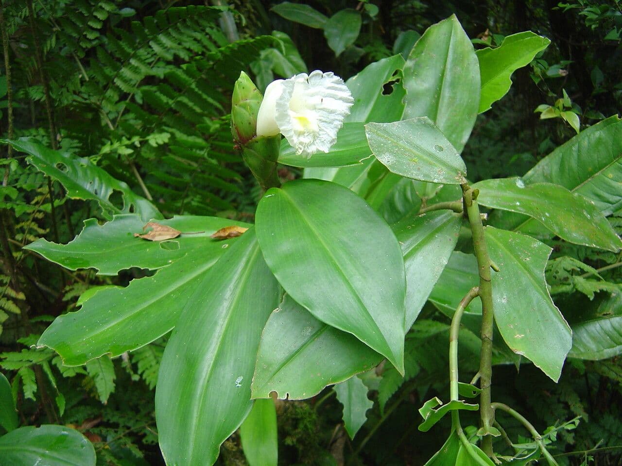 Costus arabo 4