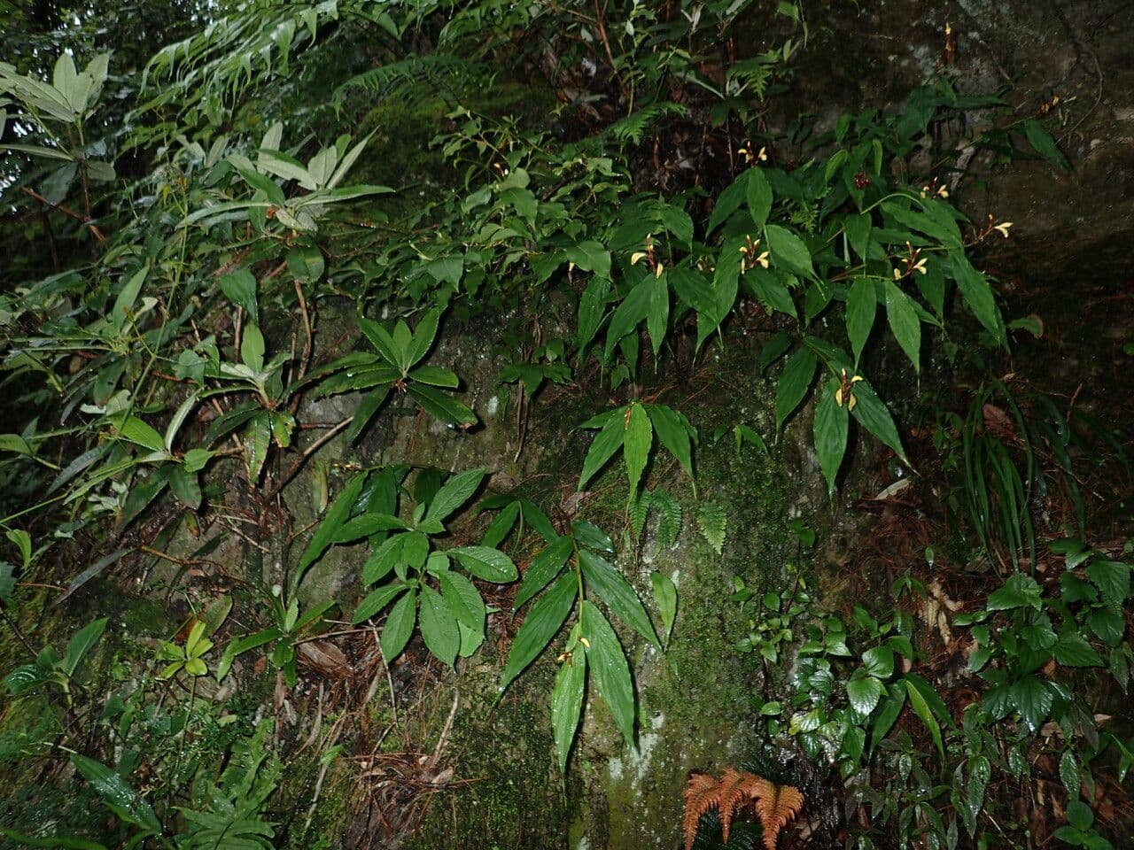 Cautleya 13