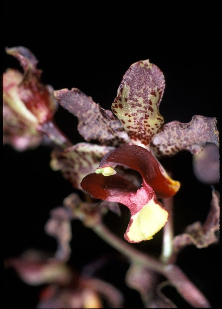 Cyrtopodium 3