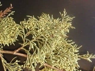 Ginepro della Virginia 9