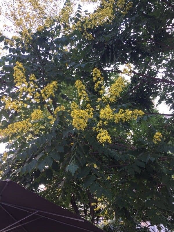 Zelkova 10