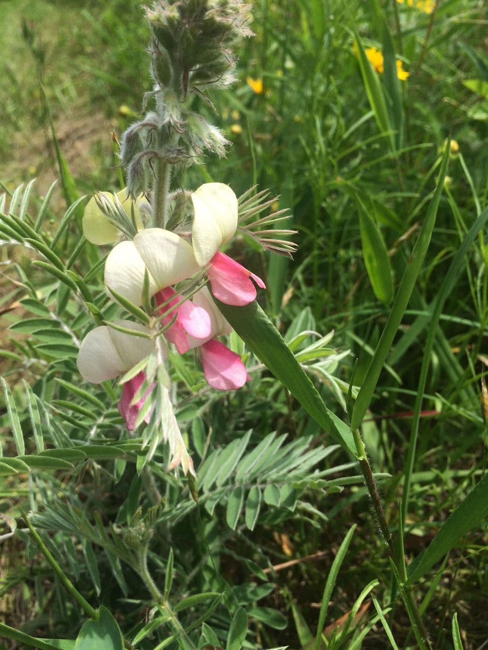 Tephrosia 3