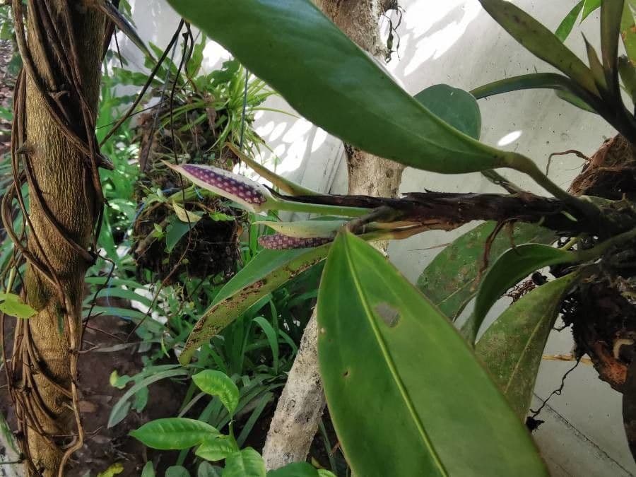 Anthurium 14