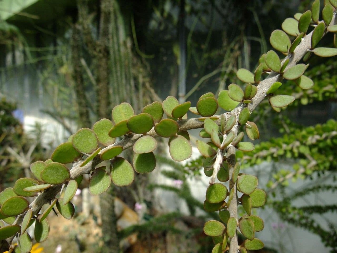 Alluaudia 3