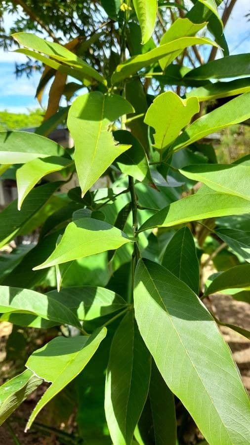 Clitoria fairchildiana 17