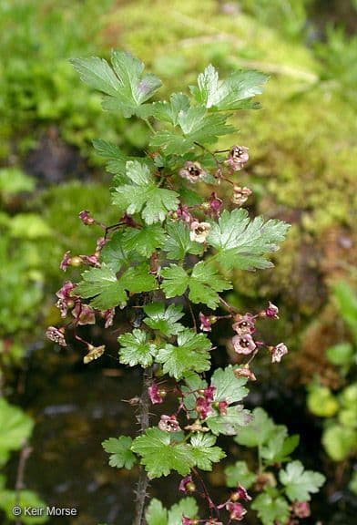 Ribes lacustre 11