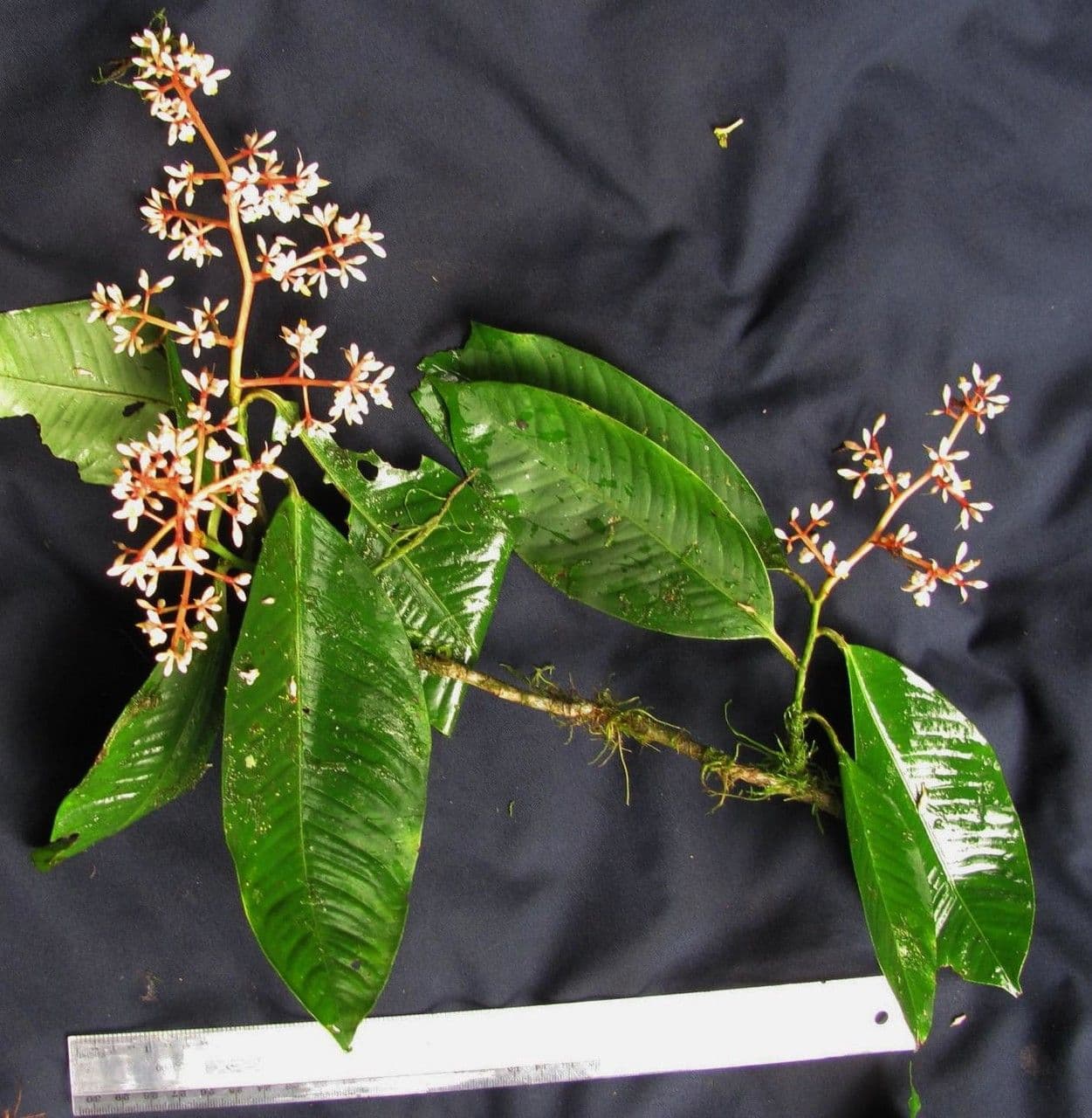 Ardisia 19