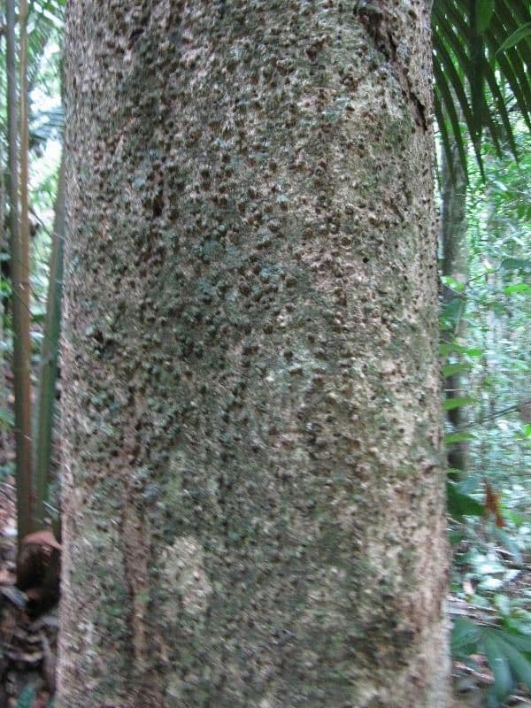Ocotea 7