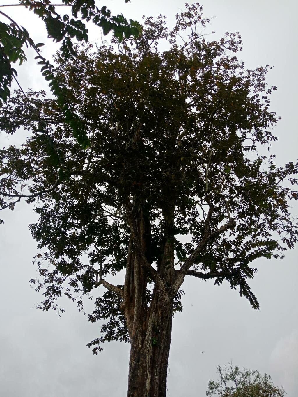 Lagerstroemia tomentosa 4