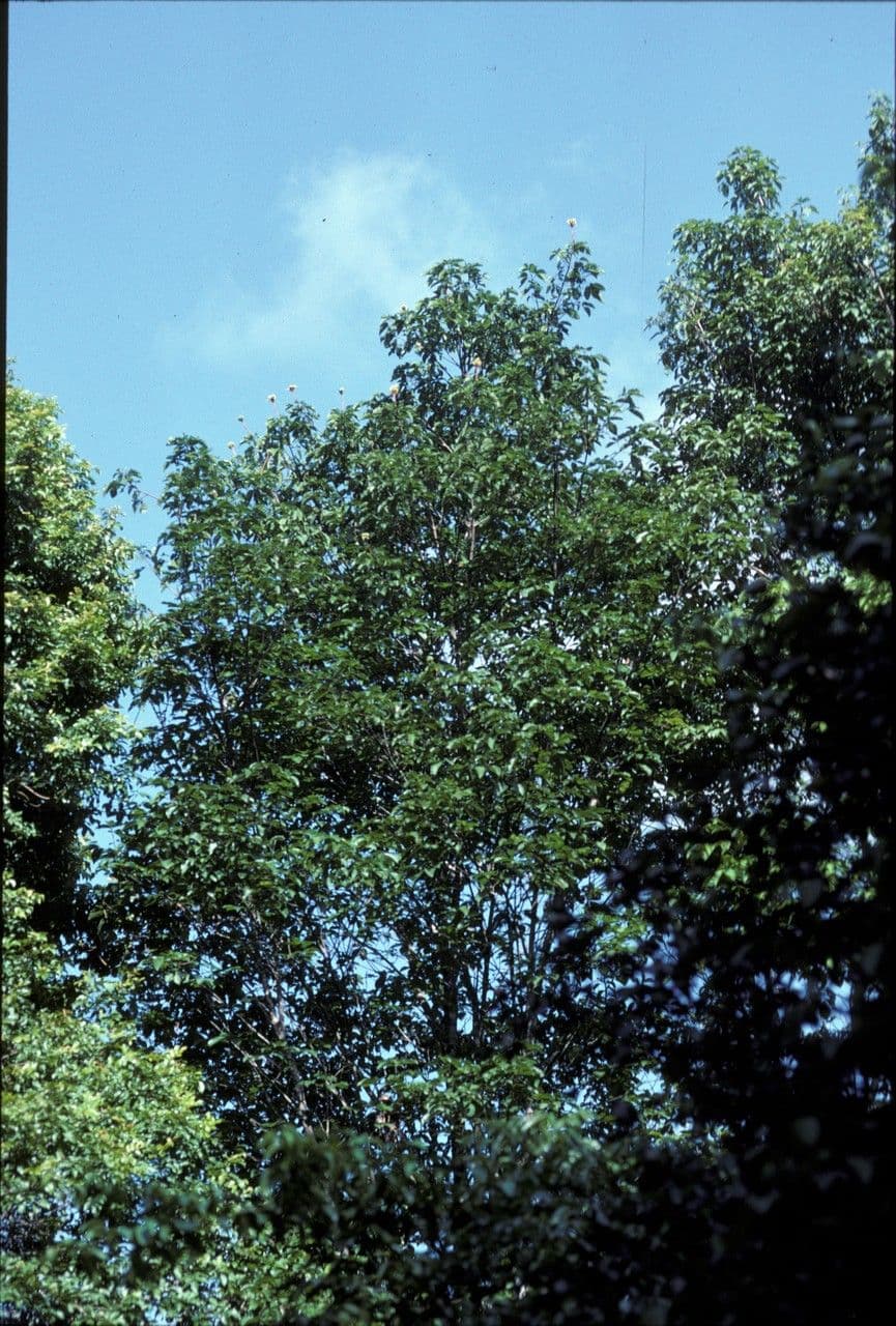 Caryocar 10