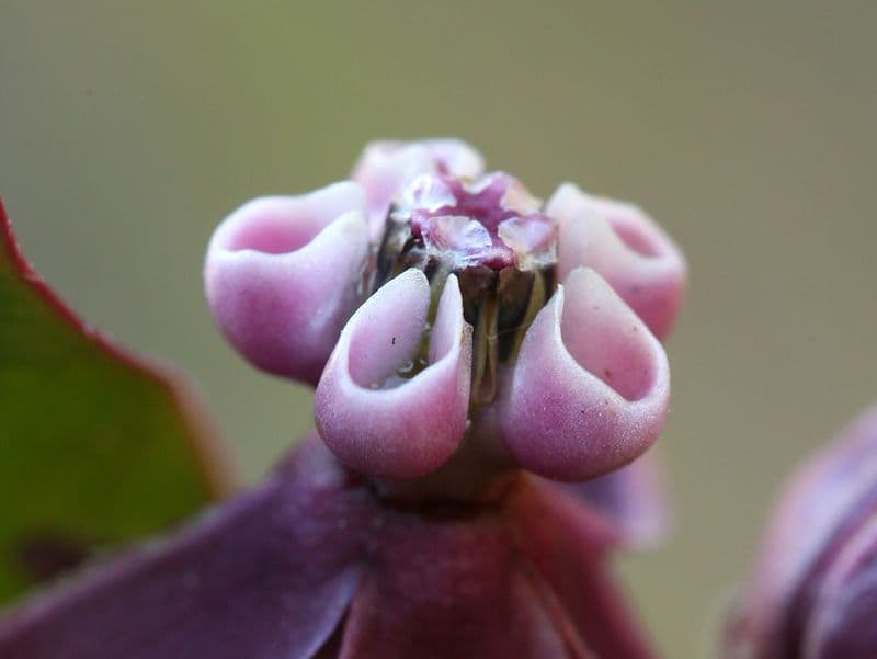 Asclepias 2