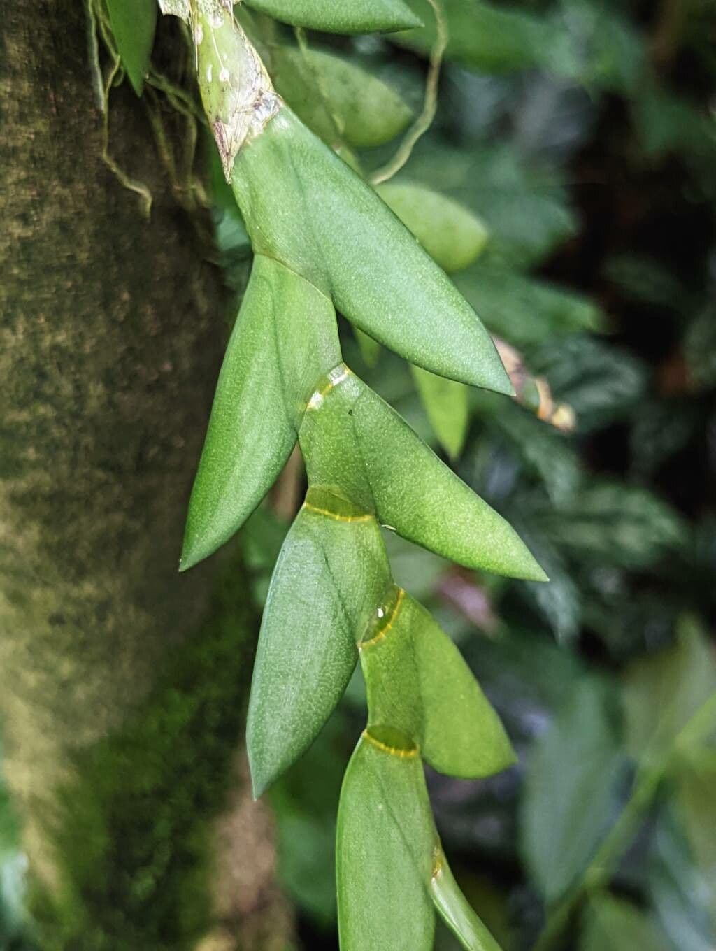 Dendrobium 6