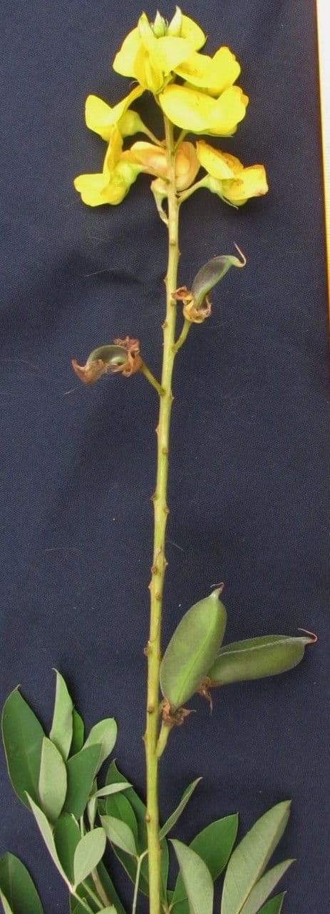 Crotalaria 21