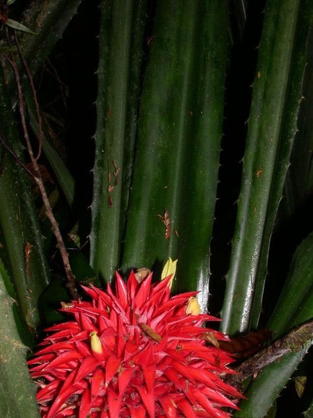 Aechmea
