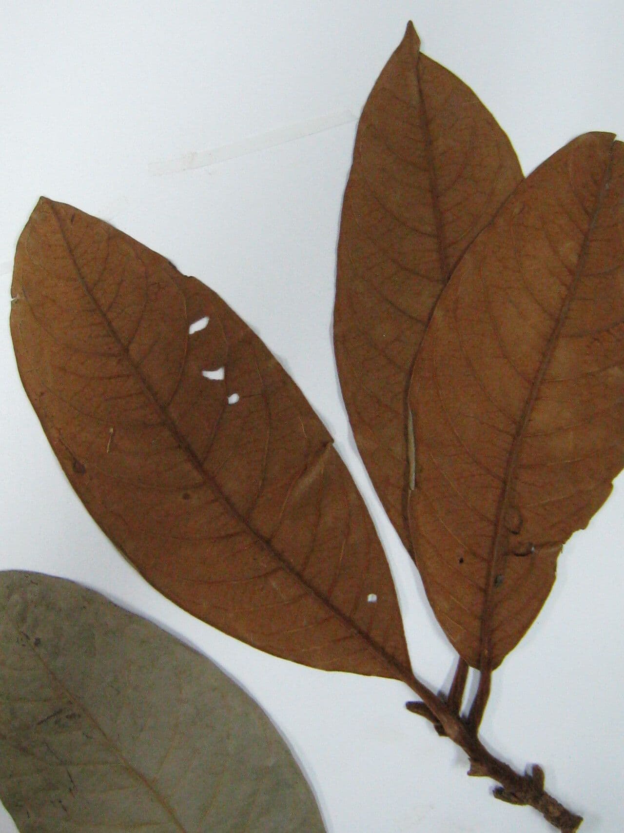Aniba 6