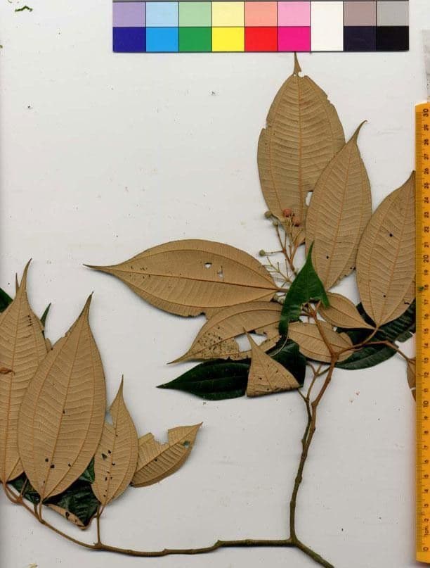 Miconia 17