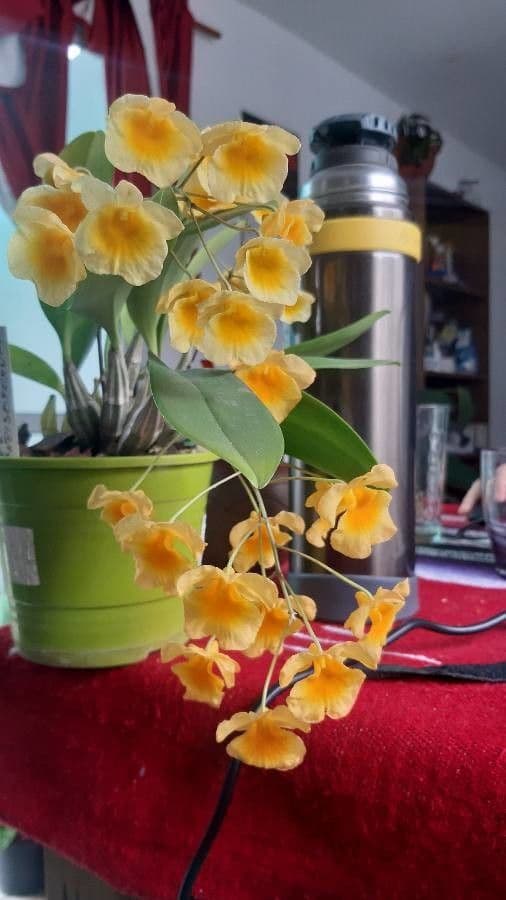 Dendrobium 5
