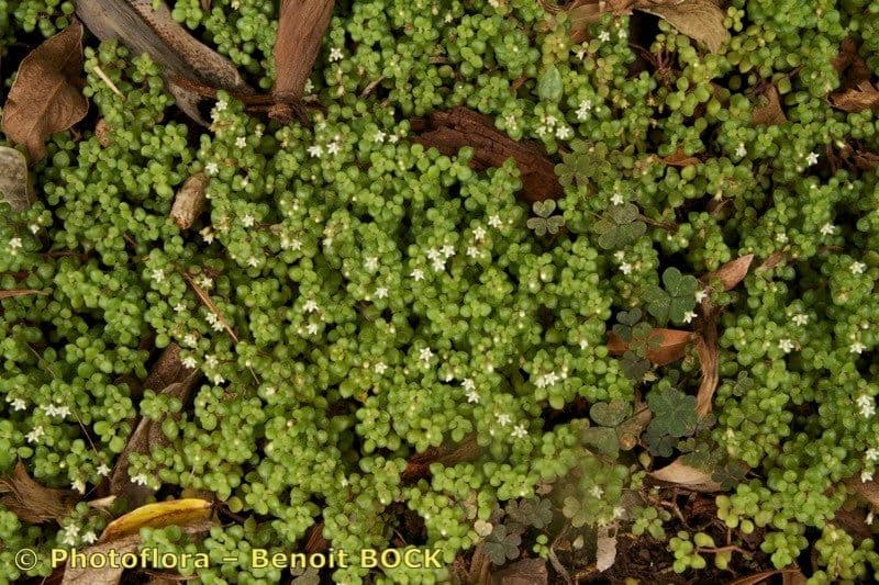 Crassula expansa 7