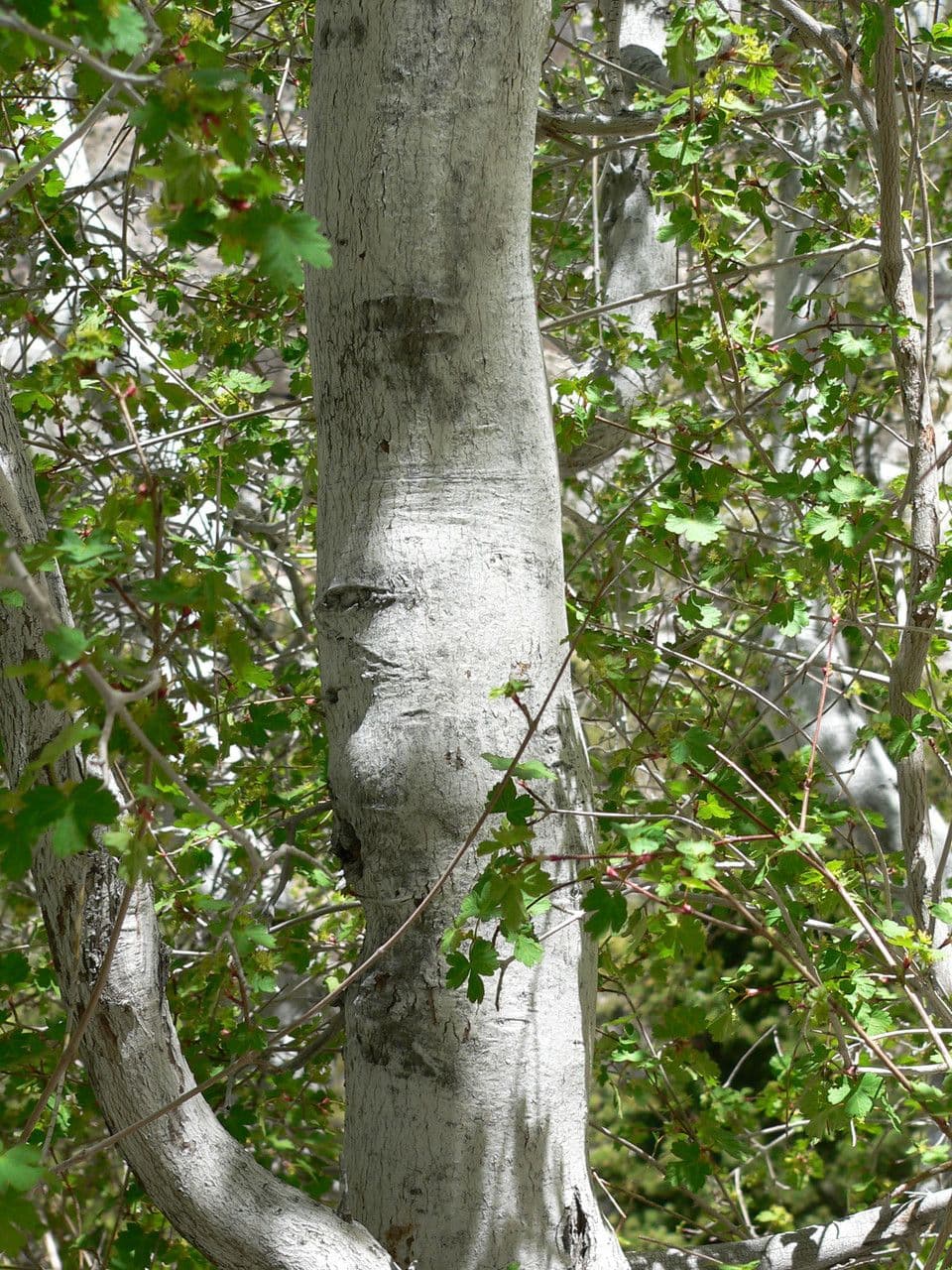 Érable glabrum 22